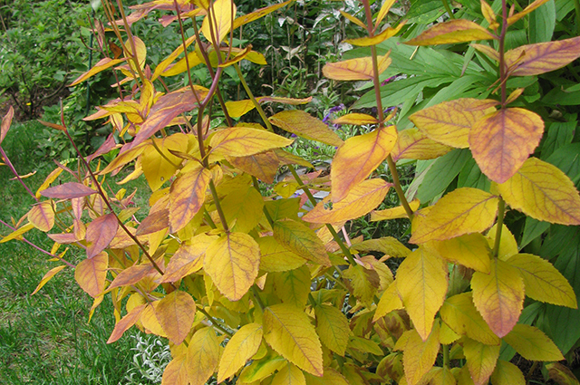 Осенью листья у платикодона ярко окрашиваются