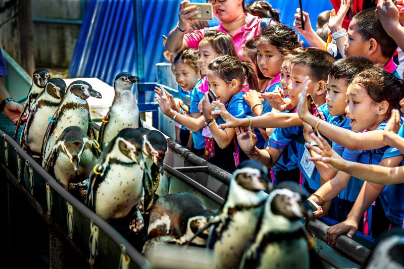 Фото пингвинов в зоопарке Khao Kheow Open ZOO
