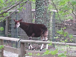 Okapia johnstoni -Marwell Wildlife, Hampshire, England-8a.jpg