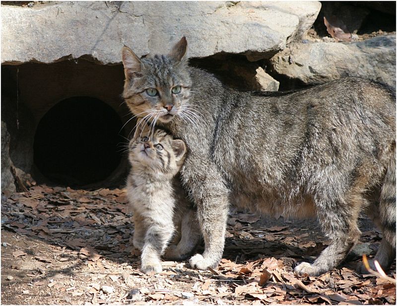 лесная европейская кошка