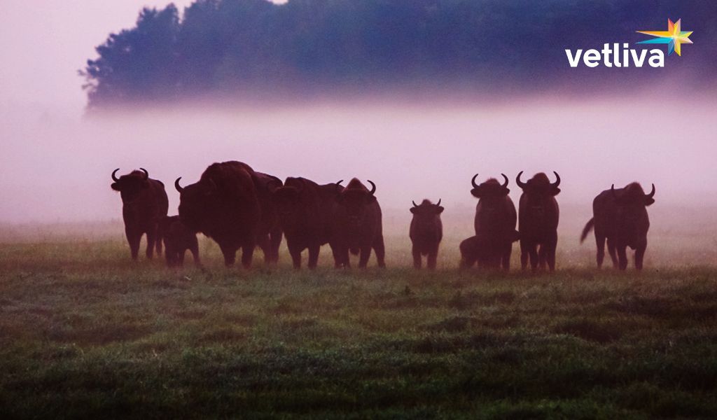 European bisons in Belarus