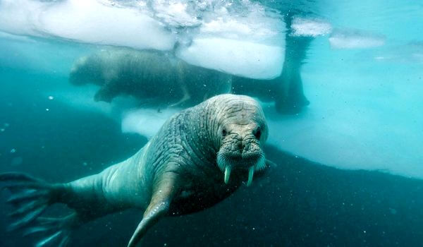 Фото: Морской морж