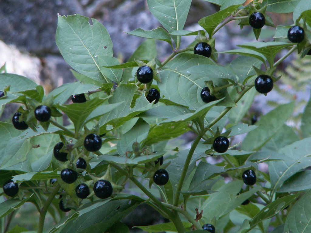 Atropa-belladonna-Güzelavrat-otu.jpg