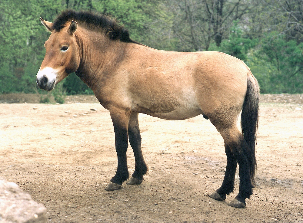 Почему лошадь пржевальского
