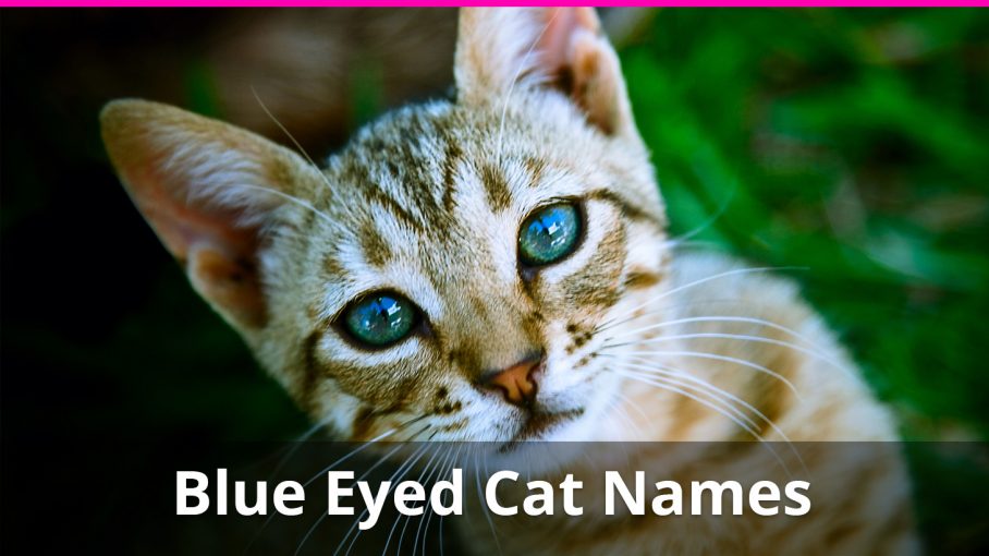 blue eyed cat names