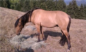 Horses have delicate digestive systems.