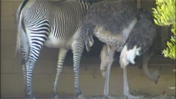 A zebra 