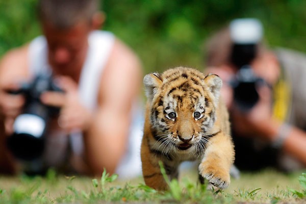  смотреть фото тигрят