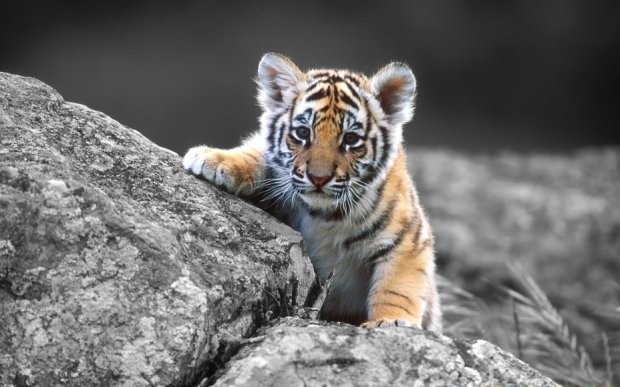 Тигрята фото