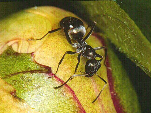 перепончатокрылые муравьи