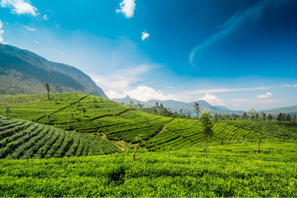 Adams peak also known as Sri pada in Sri Lanka over the Maskeliya reservoir and tea plantations