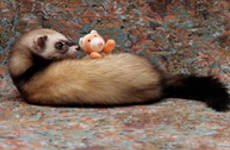 Соболиный (Sable)