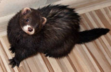Блэк селф (Black self)