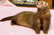 Корица селф (Cinnamon self)