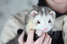 Баджер (Badger)