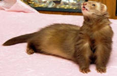 Корица (Cinnamon)