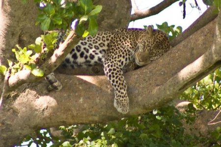 Леопард из "большой пятерки" в национальном парке Серенгети